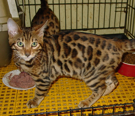 Bengal kittens and cats from
                  Littlewolf Cattey Tucson, AZ