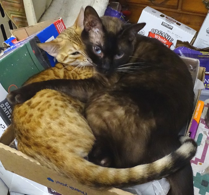 Bengal kittens and
                  cats from Littlewolf Cattey Tucson, AZ