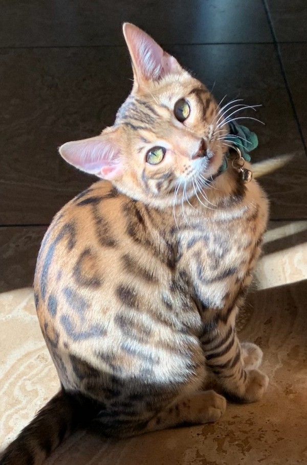 Bengal kittens and cats from
                  Littlewolf Cattey Tucson, AZ