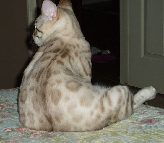 Bengal kittens and cats from
                  Littlewolf Cattey Tucson, AZ