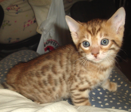 Bengal kittens and cats from
                  Littlewolf Cattey Tucson, AZ