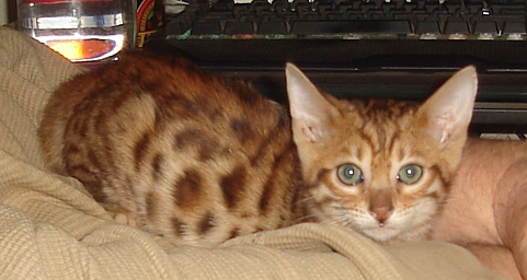 Bengal kittens and cats from
                  Littlewolf Cattey Tucson, AZ