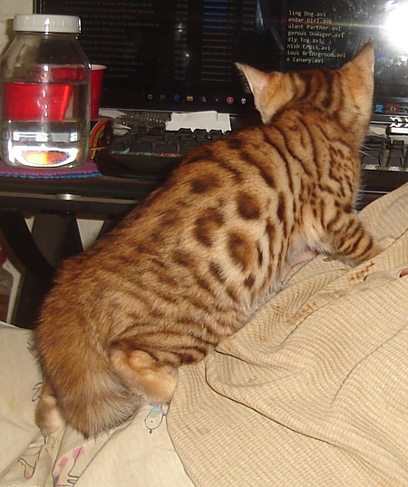 Bengal kittens and cats from
                  Littlewolf Cattey Tucson, AZ