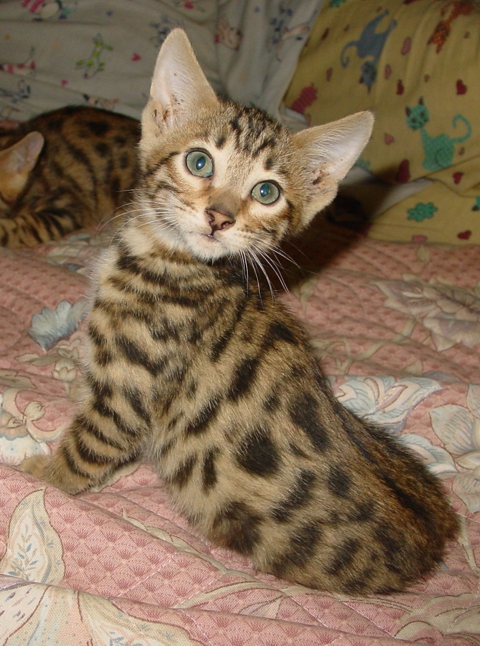 Bengal kittens and cats from
                  Littlewolf Cattey Tucson, AZ