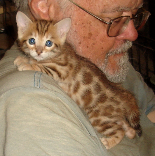 Bengal kittens and cats from
                  Littlewolf Cattey Tucson, AZ