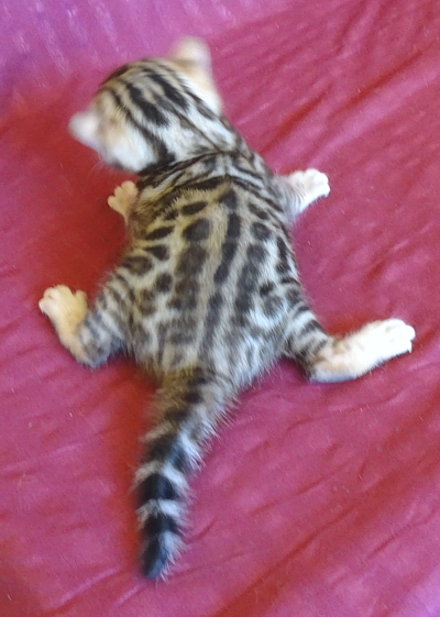 Bengal kittens and cats from
                  Littlewolf Cattey Tucson, AZ