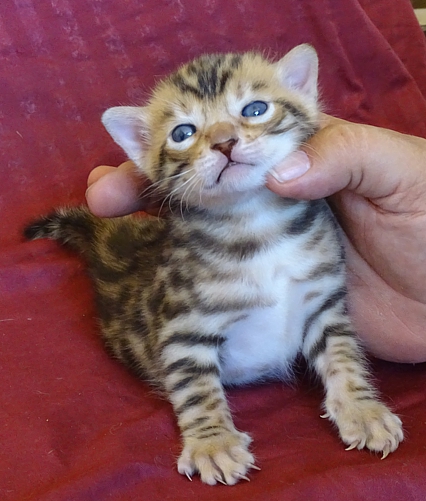 Bengal kittens and cats from
                  Littlewolf Cattey Tucson, AZ