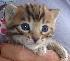 Bengal kittens and cats from
                  Littlewolf Cattey Tucson, AZ