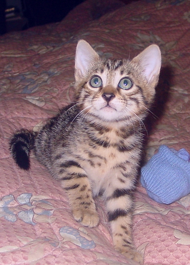 Bengal kittens and cats from
                  Littlewolf Cattey Tucson, AZ