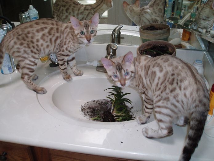 Bengal kittens
                  and cats from Littlewolf Cattey Tucson, AZ