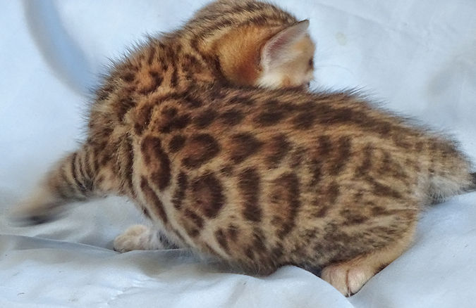 Bengal kittens and cats from Littlewolf Cattey
                  Tucson, AZ