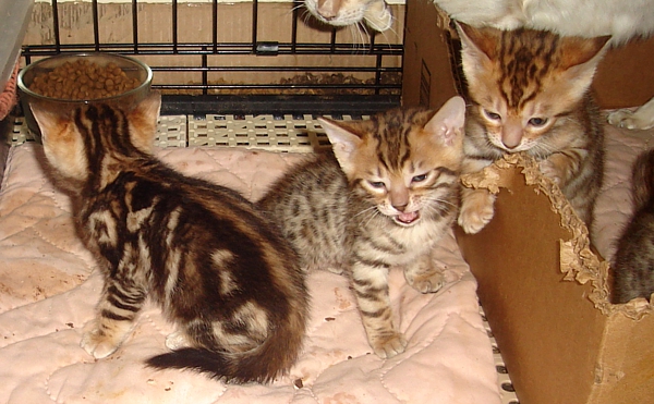 Bengal kittens and cats from
                  Littlewolf Cattey Tucson, AZ