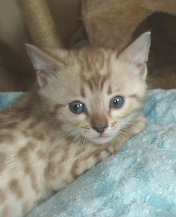 Bengal kittens and cats from
                  Littlewolf Cattey Tucson, AZ