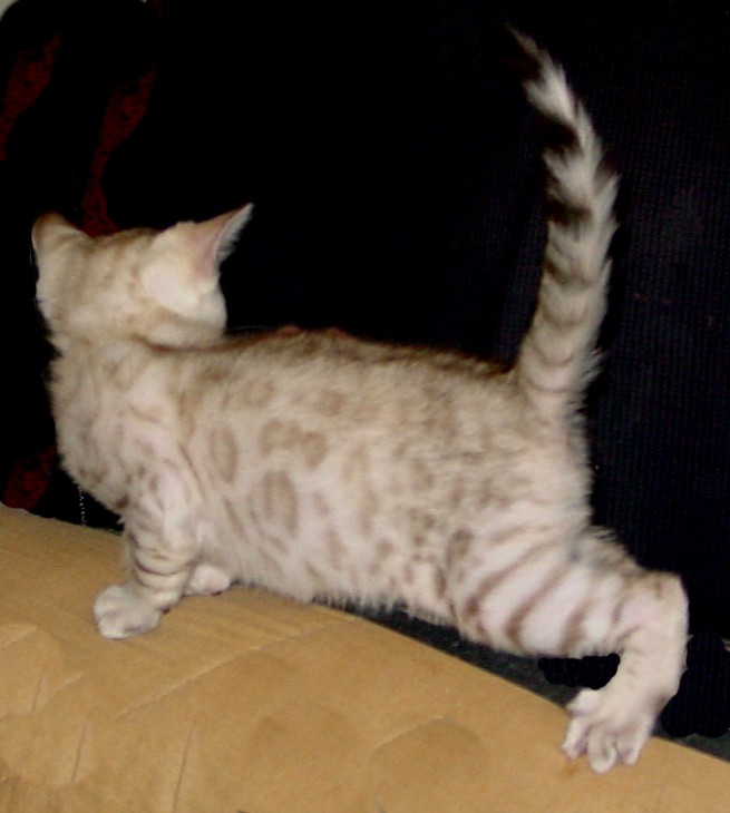 Bengal kittens and cats from
                  Littlewolf Cattey Tucson, AZ