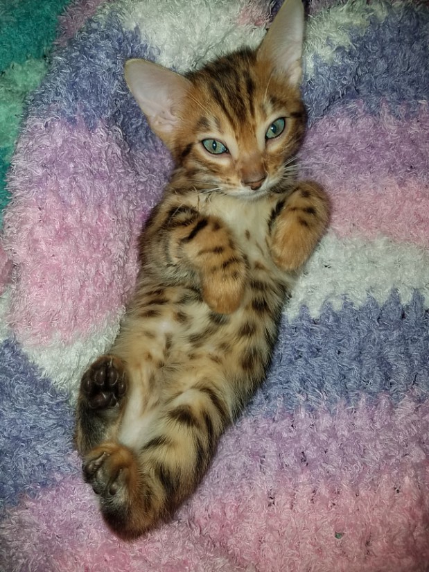 Bengal
                  kittens and cats for sale Tucson, AZ