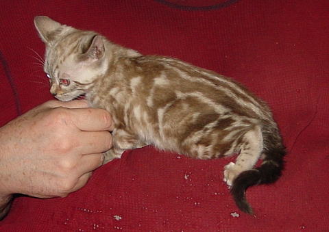 Bengal kittens for sale