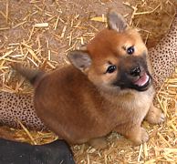 Shiba puppy