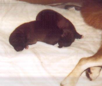 These pups are 24 hours old.