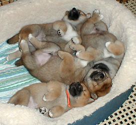 Shiba Inu Puppies An Update