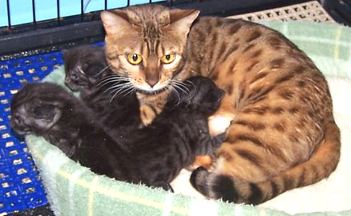These are rare Bengal Cat panther kittens.