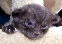 Head of rare Bengal Cat panther kitten.