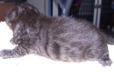 This rare Bengal Cat panther kitten is glittered