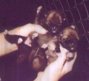 Now they are 6 days old, strong and loud.