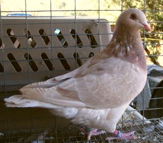 Texan Pioneer pigeon, resessive red young cock