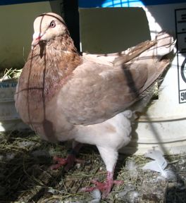 Texan Pioneer pigeon, resessive red young cock