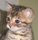 Bengal cats and kittens in San Diego