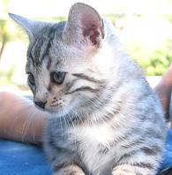 silver spotted bengal kitten