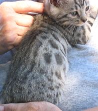 silver spotted bengal kitten