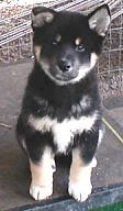 Shiba Inu, Simone as a puppy