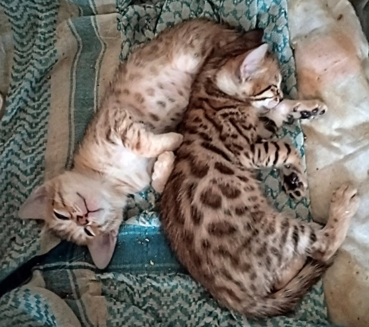 Bengal kittens for sale Tucson AZ