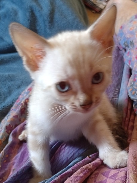 Bengal kitten for
                                                  sale Tucson, AZ
