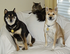 Pet portraits