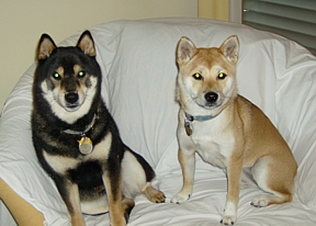Pet portraits