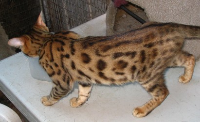 Bengal cat Topaz