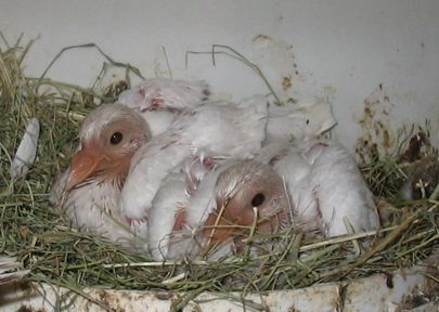 Texan Pioneer pigeons, two male squab in nest