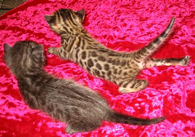 Bengal kittens for sale