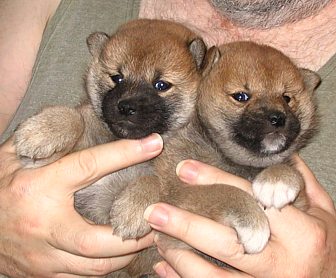 Shiba Inu puppies, born in May 2009 Shiba Inu puppies, born in May 2009