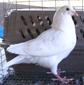 Texan Pioneer pigeon, young 2006 cock before first moulting
