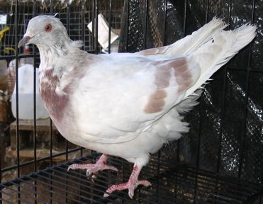 Texan Pioneer pigeon, young 2006 hen during first moulting